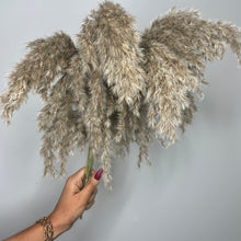 Load image into Gallery viewer, SYRUP | fluffy pampas