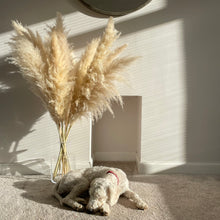 Load image into Gallery viewer, BLONDE | light fluffy pampas