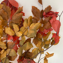 Load image into Gallery viewer, Preserved Beech Stems | AUTUMN COLLECTION | DRIED FLOWERS