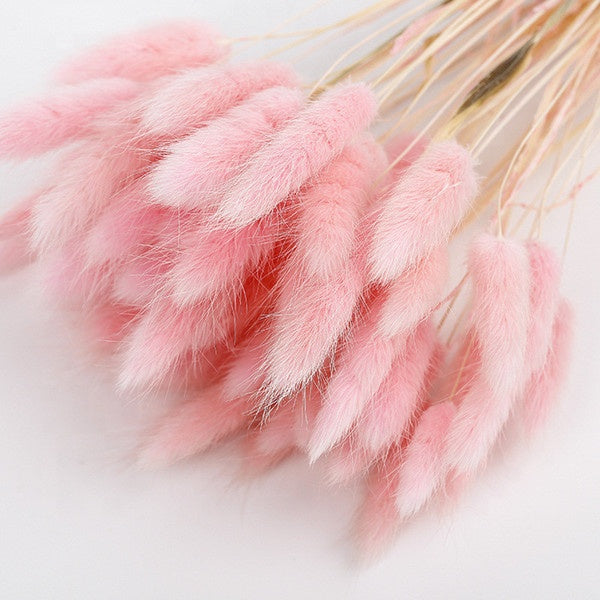 BUNNY PINK | bunny tails grass