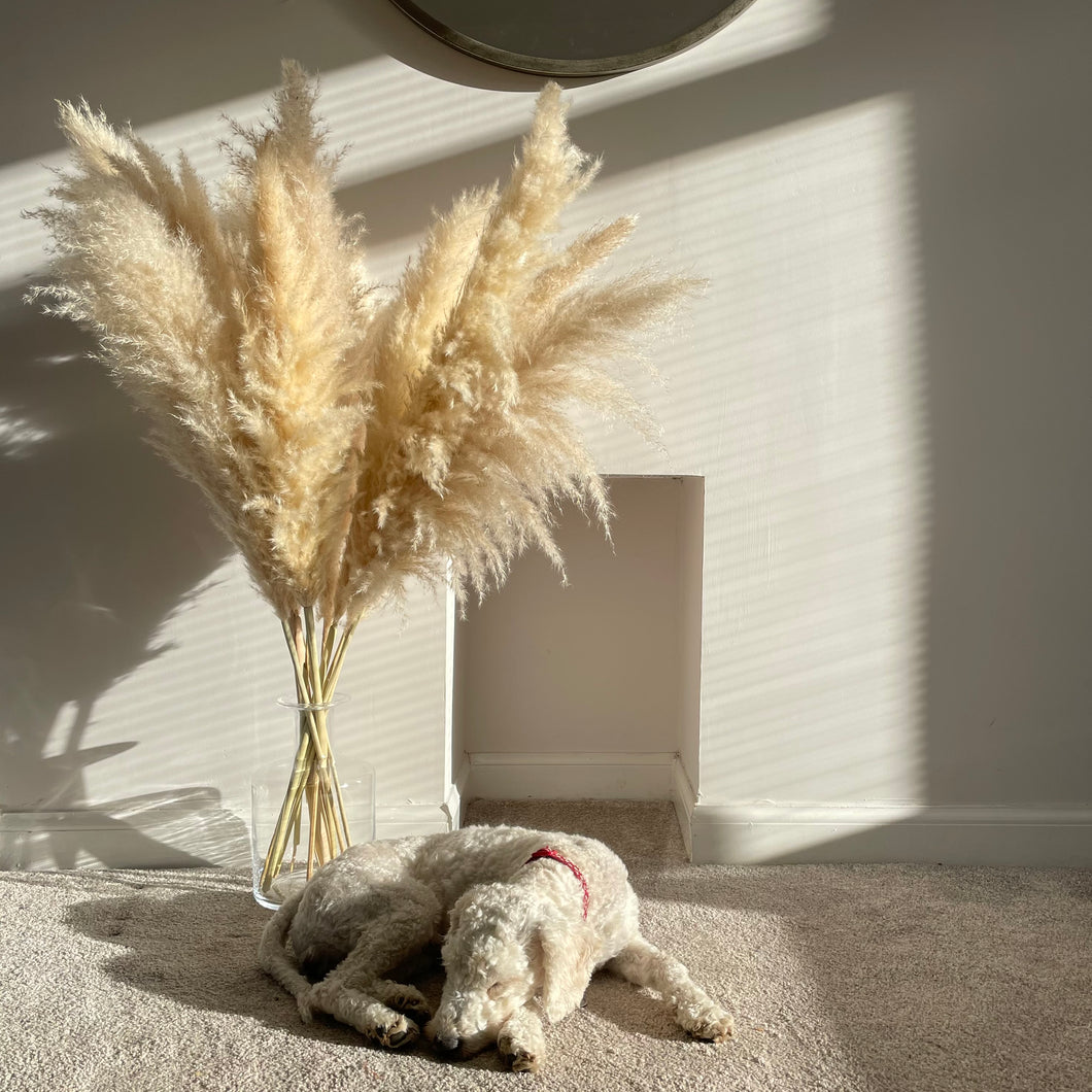 BLONDE | light fluffy pampas