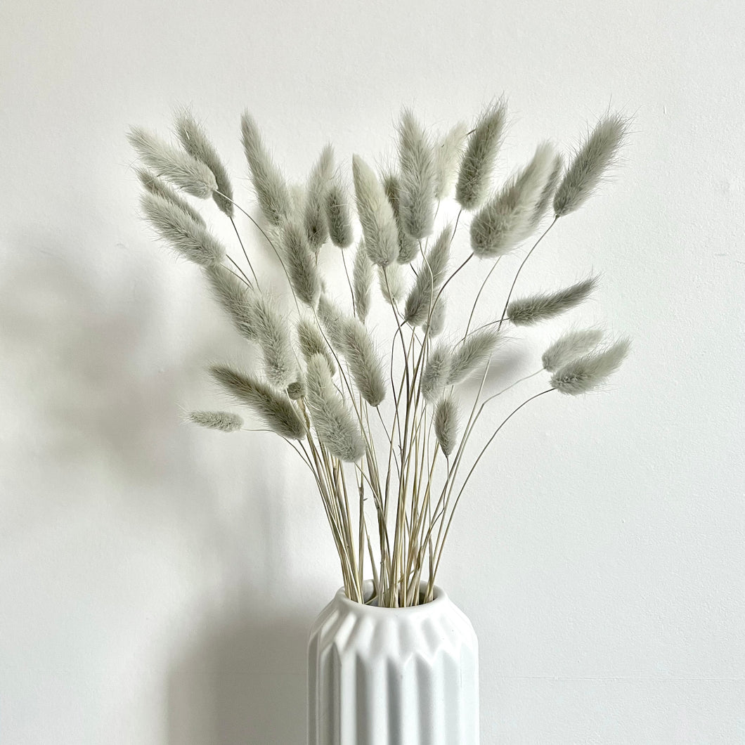 BUNNY GREY | bunny tails grass