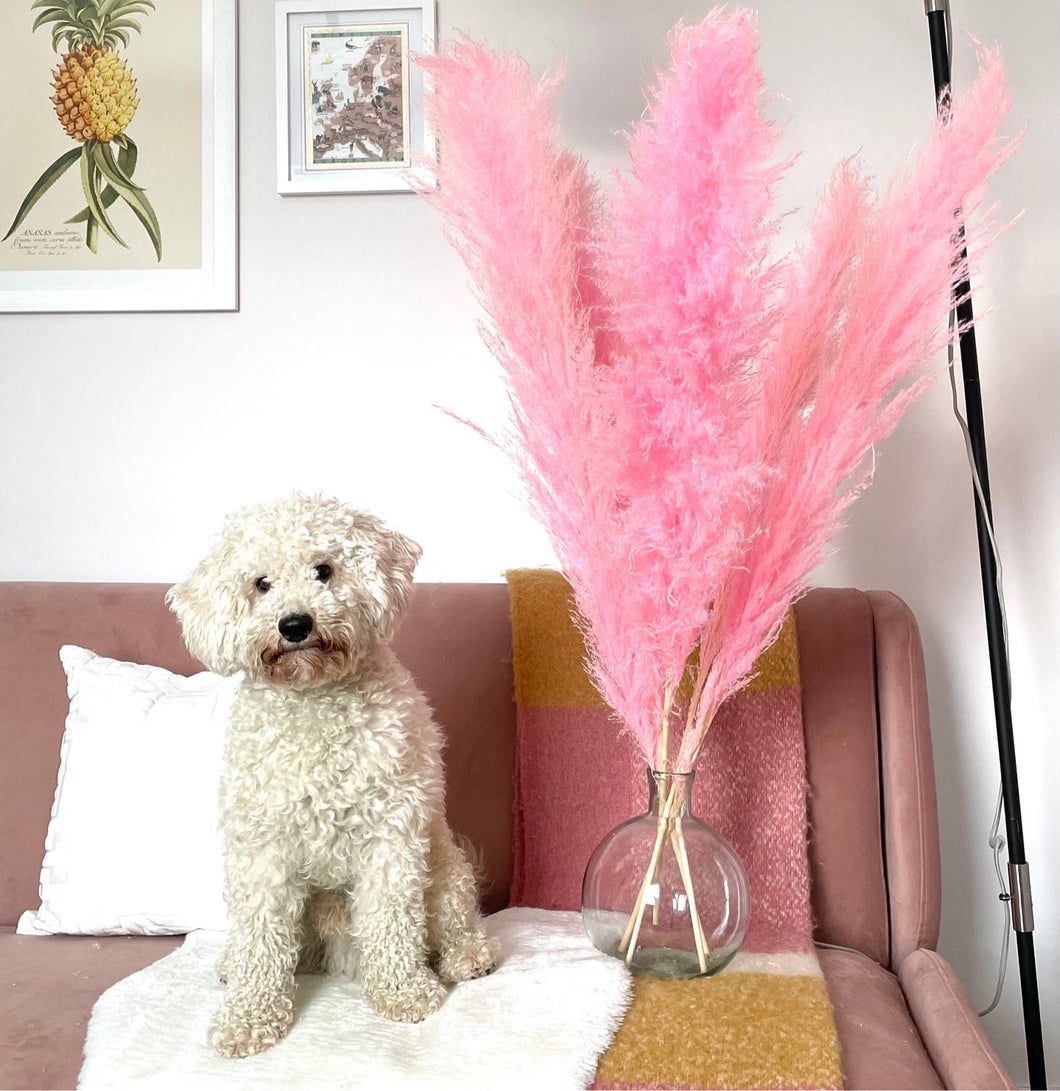 CANDY | pink fluffy pampas